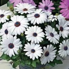 white osteospermum flower seeds