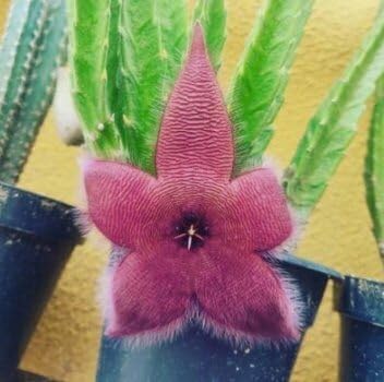 stapelia flower flower seeds