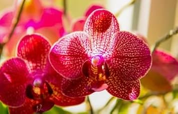 Flower Seeds, Seeds for Planting, Plant Seeds