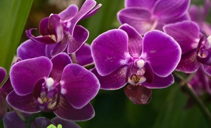 Purple Butterfly Orchid Seeds for Planting - 100 pcs