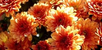 Flower Seeds, Seeds for Planting, Plant Seeds