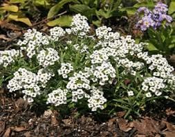 alyssum lobularia flower seeds