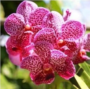 Flower Seeds, Seeds for Planting, Plant Seeds