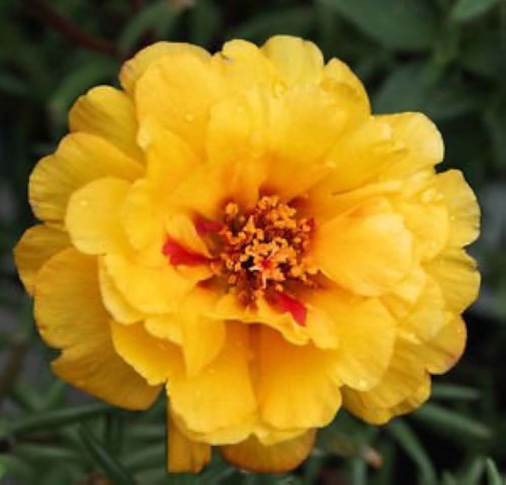 yellow portulaca flower seeds