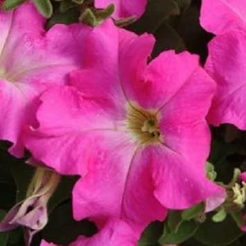 pink fuchsia flower seeds