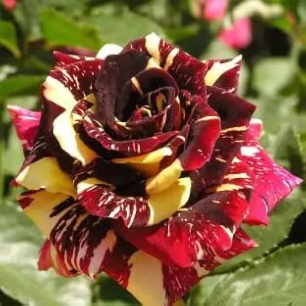 rose rosa flower seeds
