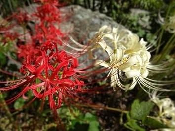 Flower Seeds, Seeds for Planting, Plant Seeds