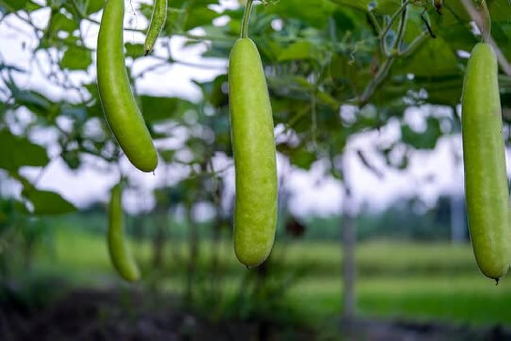 bottle gourd flower seeds