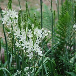camassia leichtlinii flower seeds