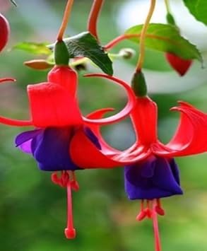 Flower Seeds, Seeds for Planting, Plant Seeds