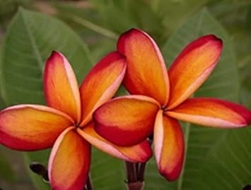 Flower Seeds, Seeds for Planting, Plant Seeds