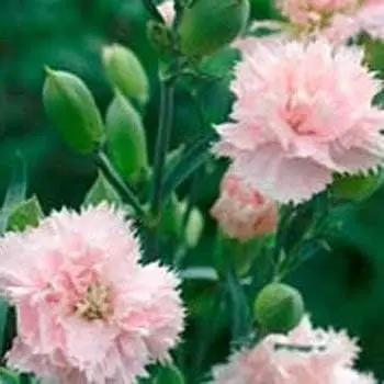 pink caryophyllus flower seeds