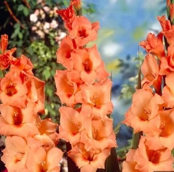 Flower Seeds, Seeds for Planting, Plant Seeds