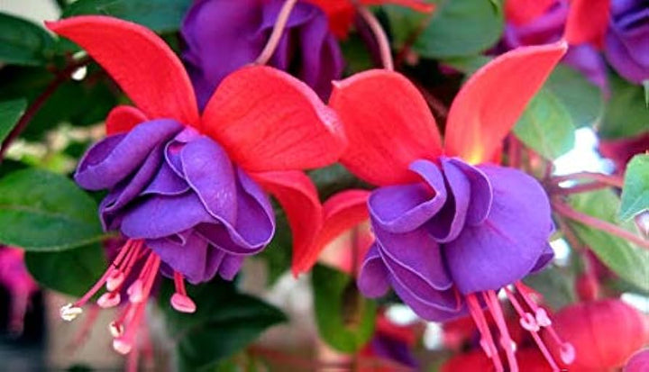 Fresh Double Petals Fuchsia Seeds for Planting, Blue Pink 100 pcs