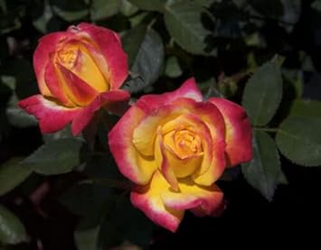 Flower Seeds, Seeds for Planting, Plant Seeds