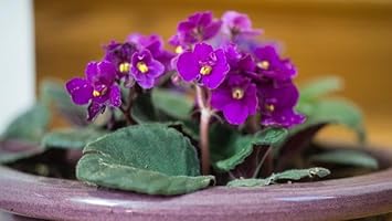 violet heirloom flower seeds