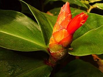 orange costus flower seeds