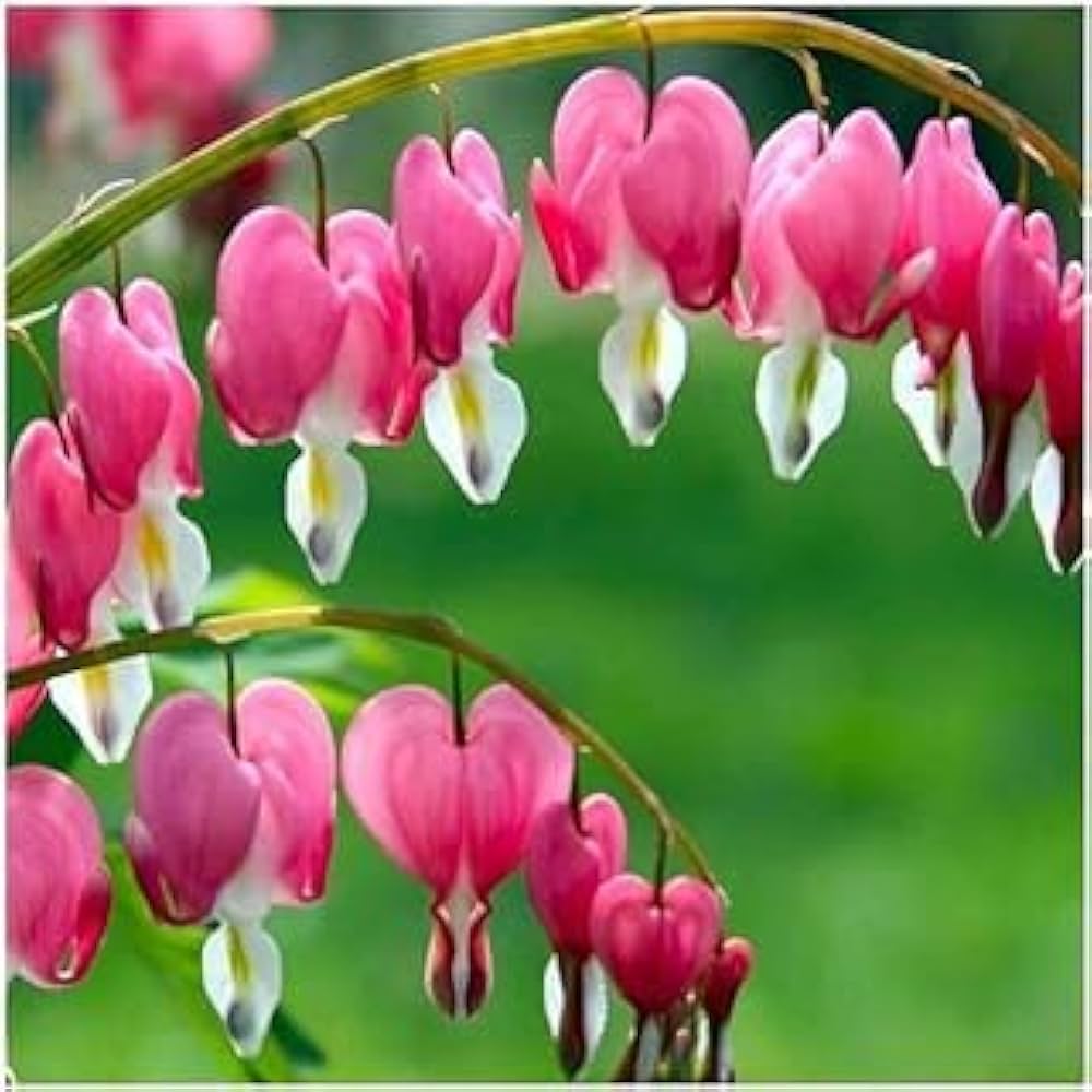 heart orchid flower seeds