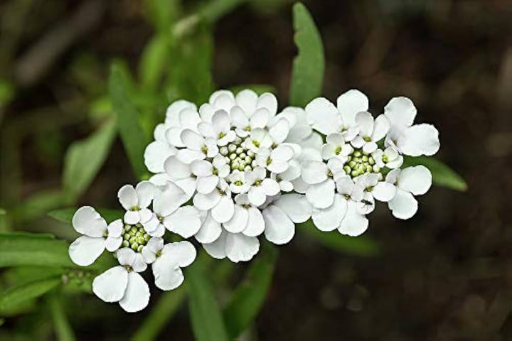 Heirloom White Candytuft Snow Flower Seeds, Non-GMO Ground Cover Blooms for Planting