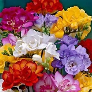 freesia flower flower seeds