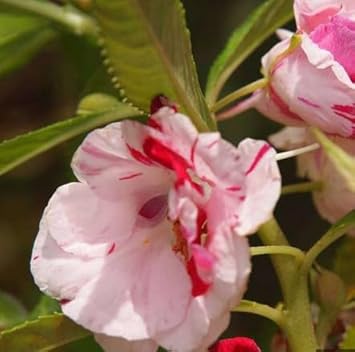 Flower Seeds, Seeds for Planting, Plant Seeds