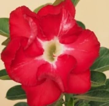 Flower Seeds, Seeds for Planting, Plant Seeds