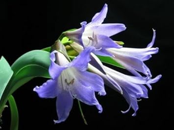 Flower Seeds, Seeds for Planting, Plant Seeds