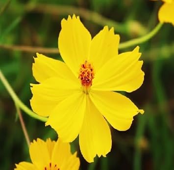 Flower Seeds, Seeds for Planting, Plant Seeds