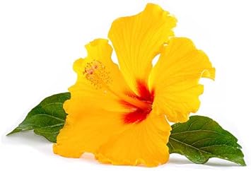 Flower Seeds, Seeds for Planting, Plant Seeds