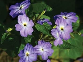 heirloom browallia flower seeds