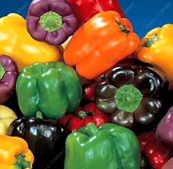 Multi-Colored Pepper Seeds for Planting