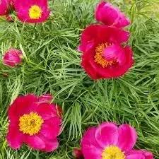 fern leaf flower seeds