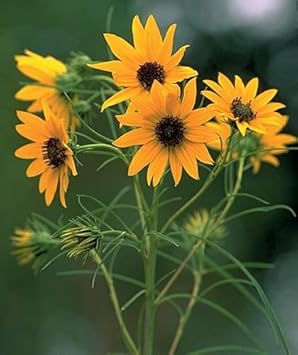 Flower Seeds, Seeds for Planting, Plant Seeds