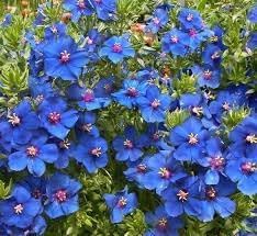 pimpernel anagallis flower seeds