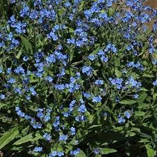 Flower Seeds, Seeds for Planting, Plant Seeds