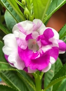 Flower Seeds, Seeds for Planting, Plant Seeds