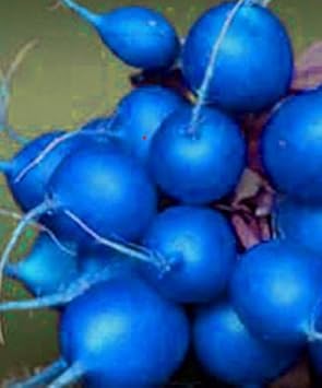 Blue Radish Seeds for Planting