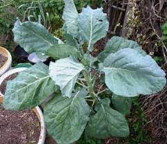 Heirloom Non-GMO Walking Stick Kale Vegetable Seeds for Home Garden Planting