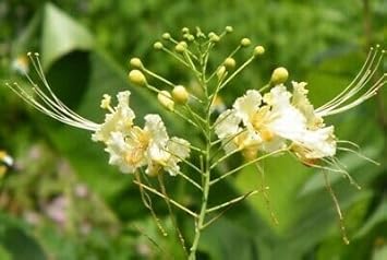 Flower Seeds, Seeds for Planting, Plant Seeds