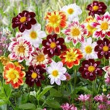 Flower Seeds, Seeds for Planting, Plant Seeds