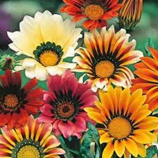 Flower Seeds, Seeds for Planting, Plant Seeds