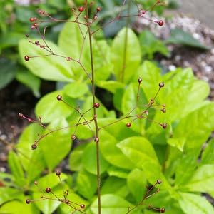talinum paniculatum flower seeds