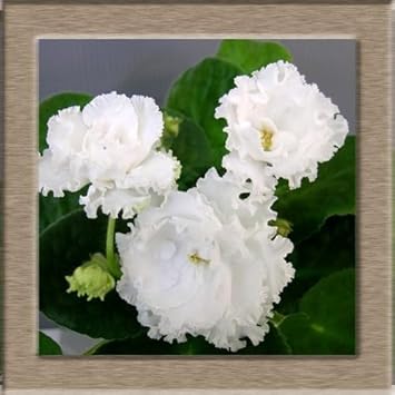 Flower Seeds, Seeds for Planting, Plant Seeds