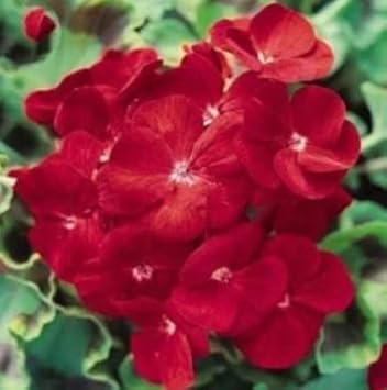 univalve geranium flower seeds
