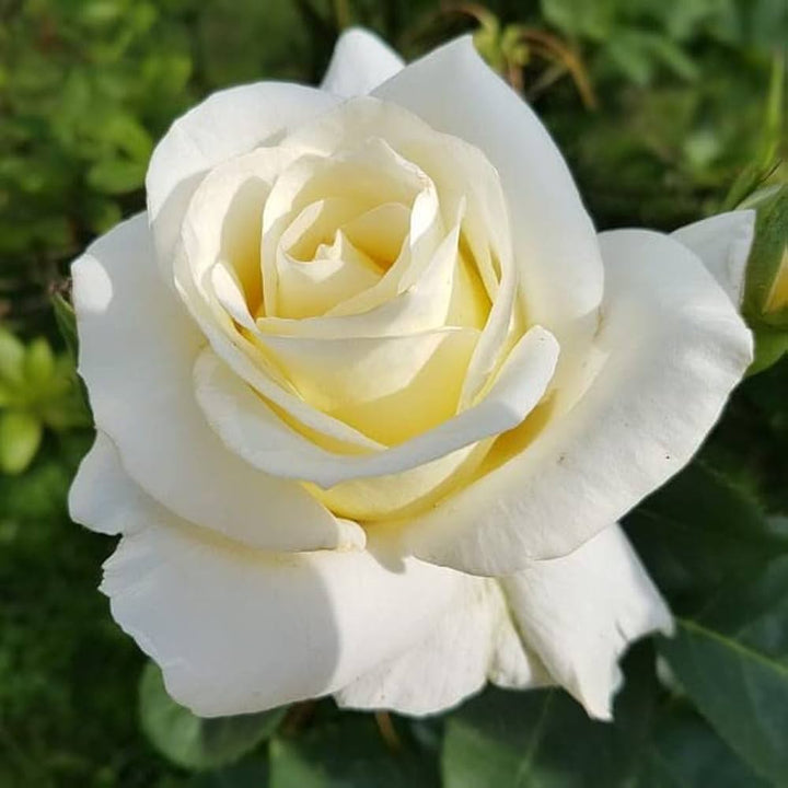 White Double Petal English Rose Flower Seeds for Planting - 100 pcs