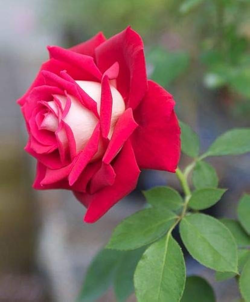 Fresh Rose Flower Seeds for Planting, Dark Pink 100 pcs