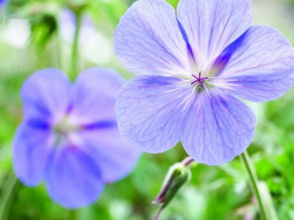 Lyseblå Geranium Blomsterfrø til udplantning - 100 stk