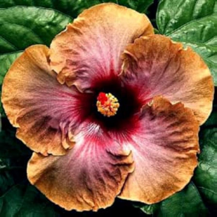 Brown Hibiscus Flower Seeds 100 pcs