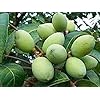 Arbequina Olive Seeds for Planting – Heirloom, Non-GMO, High-Yield Dwarf Olive Tree for Home Garden & Containers
