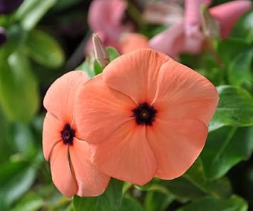 Flower Seeds, Seeds for Planting, Plant Seeds